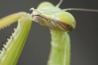 mantis religiosa hata yakın çekim.