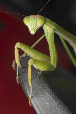 mantis religiosa hata yakın çekim.