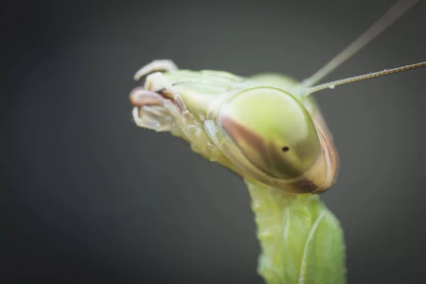 Closeup Shots Mantis Religiosa Bug — Stock Photo, Image