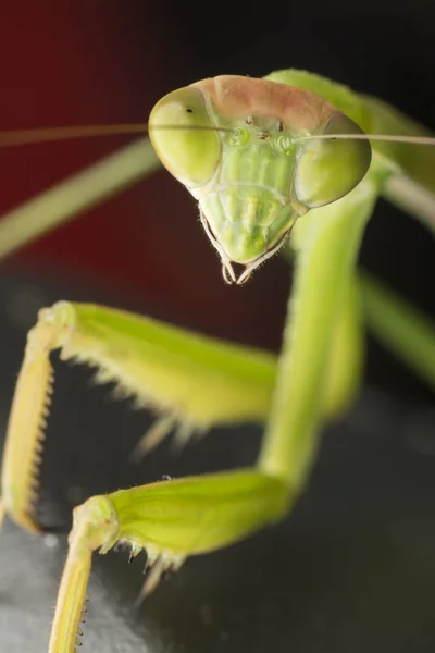 Närbild Skott Mantis Religiosa Bug — Stockfoto