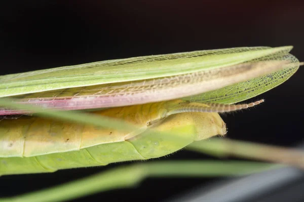 Close Shots Van Mantis Religiosa Bug — Stockfoto