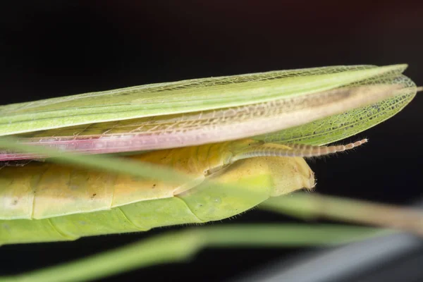 Close Fotos Mantis Religiosa Bug — Fotografia de Stock