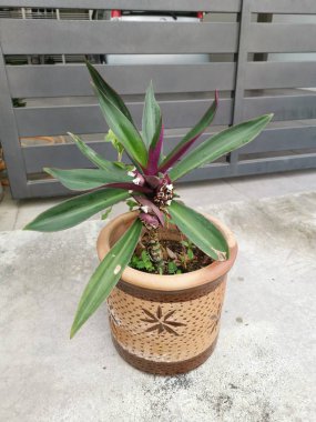 mor yeşil esnaf spathacea houseplant