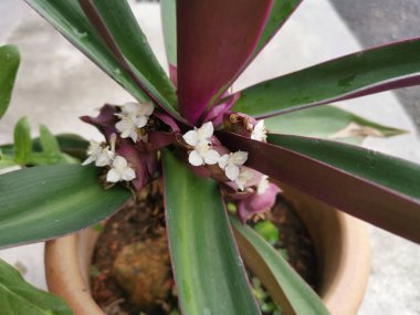 mor yeşil esnaf spathacea houseplant