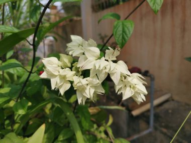 ovely beyaz clerodendrum thomsoniae balf çiçek