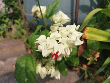 ovely beyaz clerodendrum thomsoniae balf çiçek