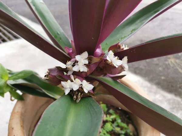 purple green tradescantia spathacea houseplant