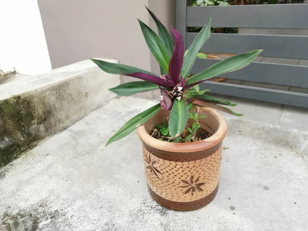 mor yeşil esnaf spathacea houseplant
