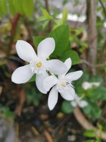 Beautiful White Wrightia Antidysenterica Flower — Stock Photo, Image