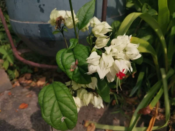 Ovely Branco Clerodendrum Thomsoniae Balf Flor — Fotografia de Stock