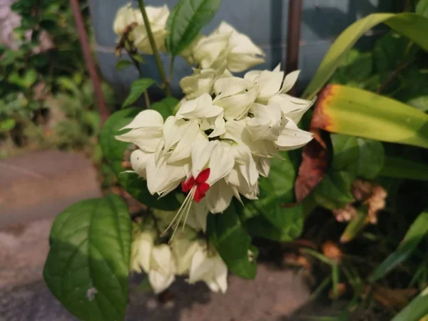 Ovely Weiße Clerodendrum Thomsoniae Balf Flower — Stockfoto