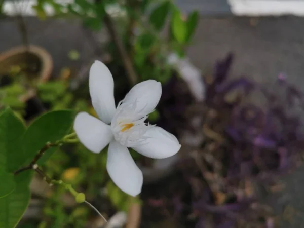 Beautiful White Wrightia Antidysenterica Flower — Stock Photo, Image