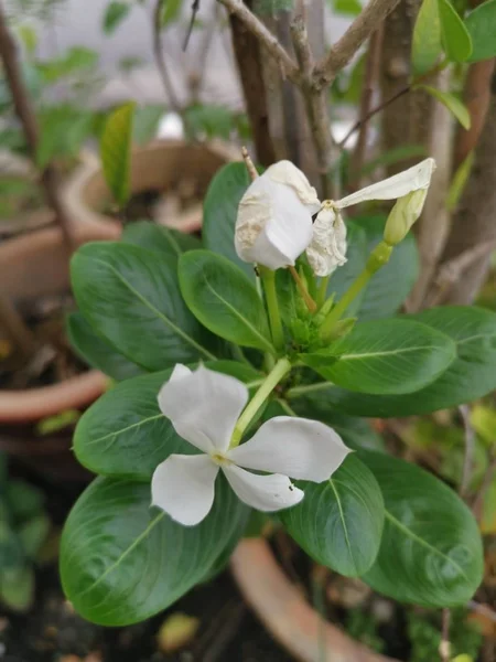 Біла Квітка Пелюсток Троянд Катарсу — стокове фото