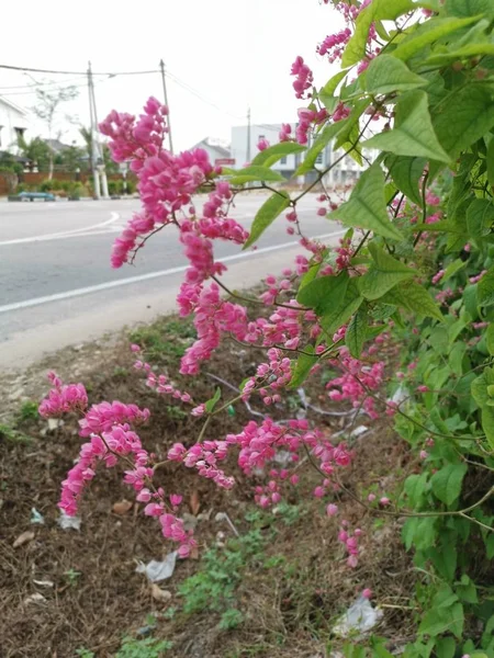 Дикі Коралові Ліани Повзуть Передній Двір Паркану — стокове фото