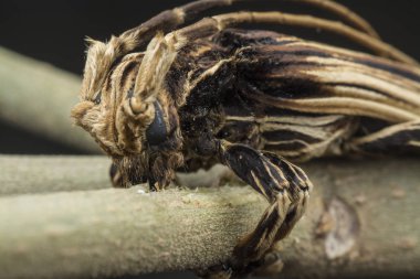 xylorhiza adusta longhorn böceği