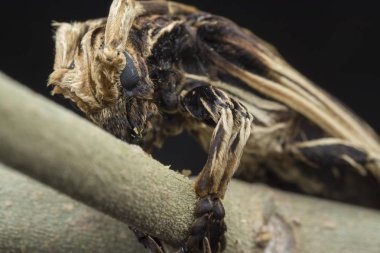 xylorhiza adusta longhorn böceği