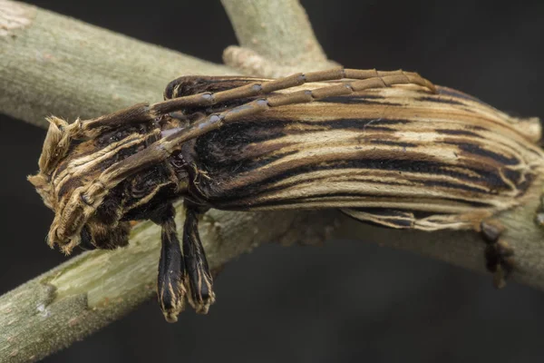 Xylorhiza Adusta Escarabajo Cuerno Largo — Foto de Stock