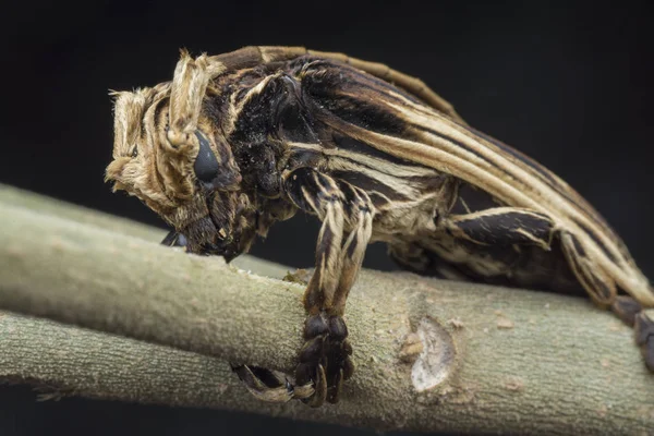 Xylorhiza Adusta Longhorn Beetle — Stock Photo, Image