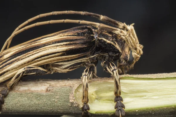 Xilorhiza Longhorn Bogár — Stock Fotó