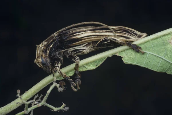 Besouro Xylorhiza Adusta Longhorn — Fotografia de Stock