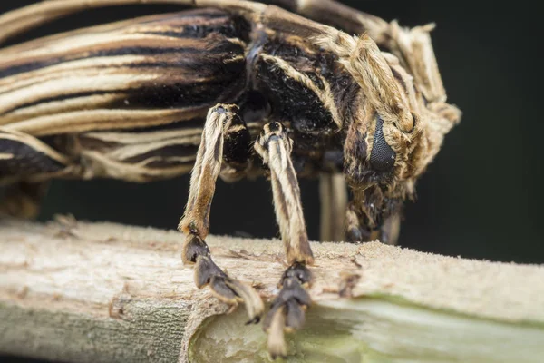 Xilorhiza Longhorn Bogár — Stock Fotó