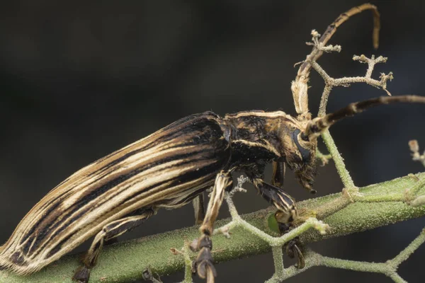 Xylorhiza Adusta Longhorn Beetle — стоковое фото