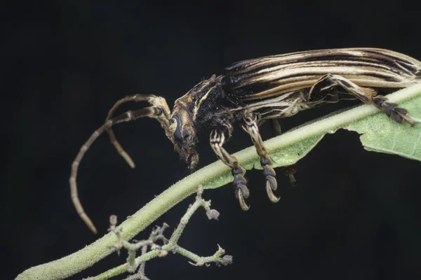 西洛希萨阿杜达长角甲虫 — 图库照片