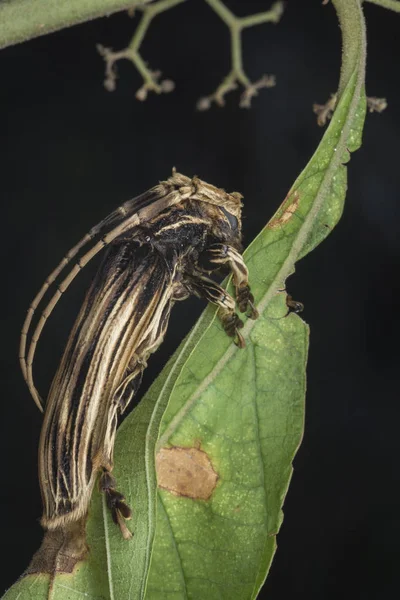 Xilorhiza Adusta Scarabeo Cornuto — Foto Stock