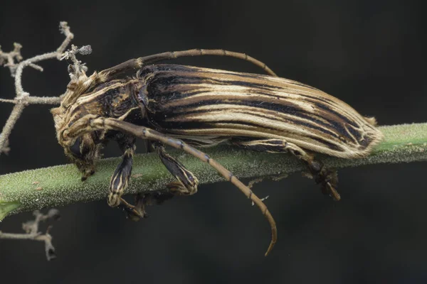 Xylorhiza Adusta Longhorn Beetle — Zdjęcie stockowe