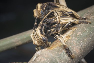 xylorhiza adusta longhorn böcekleri miating.