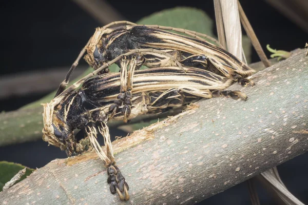 자일로리자 아더스타 딱정벌레 짝짓기 — 스톡 사진
