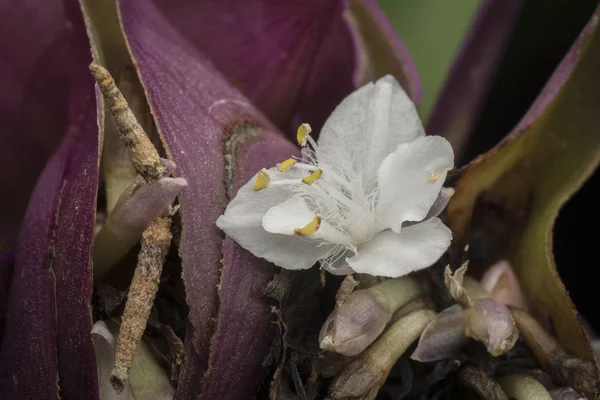 Apró Fehér Tradescantia Spathacea Virágok — Stock Fotó