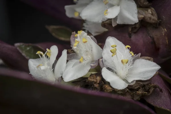 Malý Bílý Tradescantia Spathelický Květ — Stock fotografie