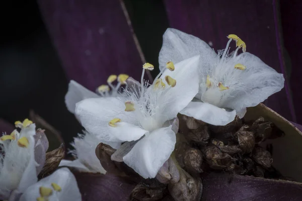 Minuscoli Fiori Bianchi Tradescantia Spathacea — Foto Stock