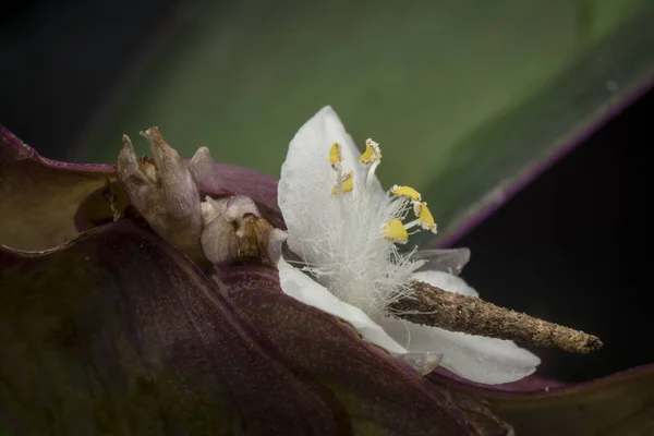 Tiny White Tradescantia Spathacea Flowers — Stock Photo, Image