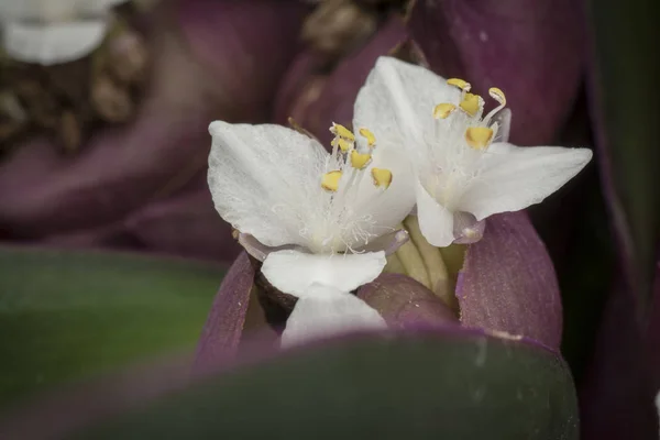 Petites Fleurs Blanches Spathacée Tradescantia — Photo