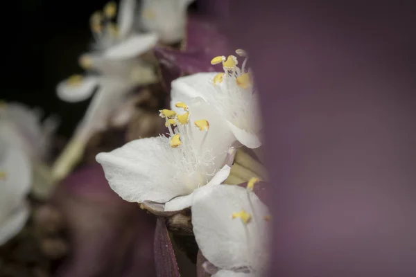 Petites Fleurs Blanches Spathacée Tradescantia — Photo