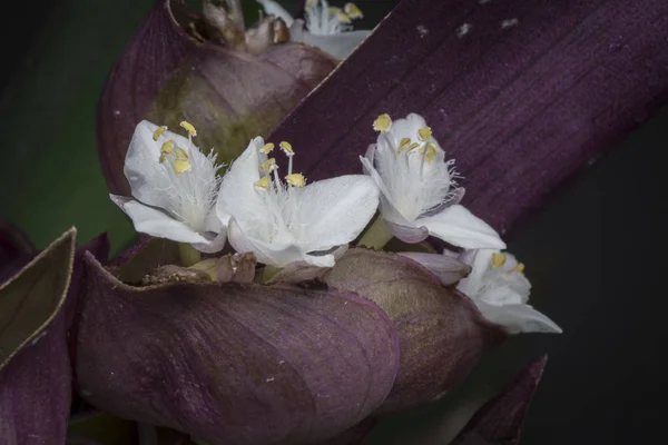 Kleine Witte Tradescantia Spathacea Bloemen — Stockfoto