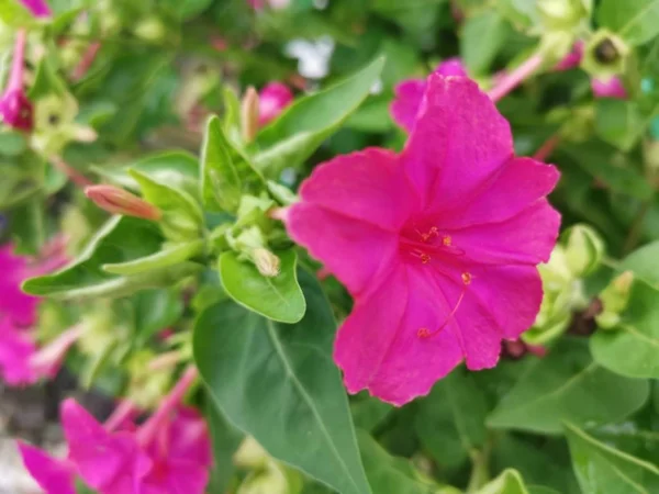 Bela Flor Mirabilis Jalapa — Fotografia de Stock