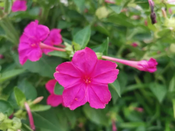 Piękny Mirabilis Jalapa Kwiat — Zdjęcie stockowe