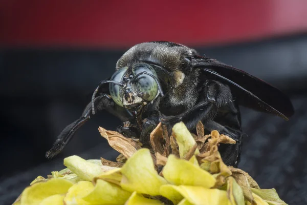 closeup shot of Carpenter bee