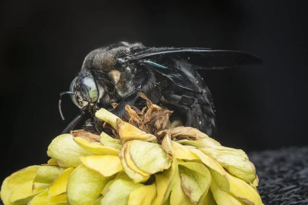 Primer Plano Abeja Carpintero — Foto de Stock