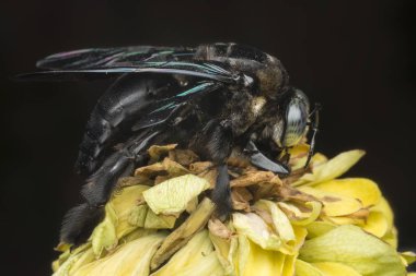 Marangoz arı nın yakın çekim çekimi
