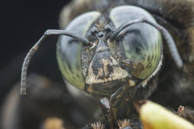 Marangoz arı nın yakın çekim çekimi
