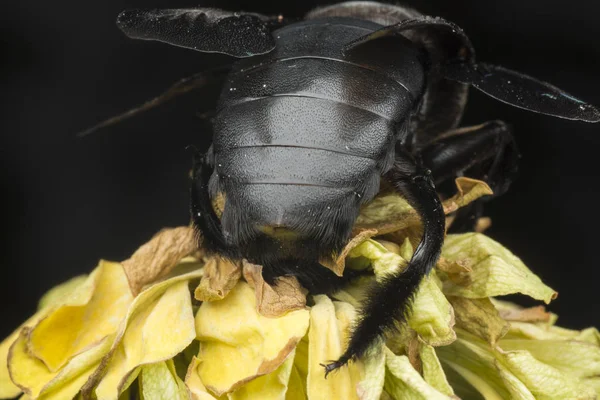 Zbliżenie Strzał Carpenter Bee — Zdjęcie stockowe