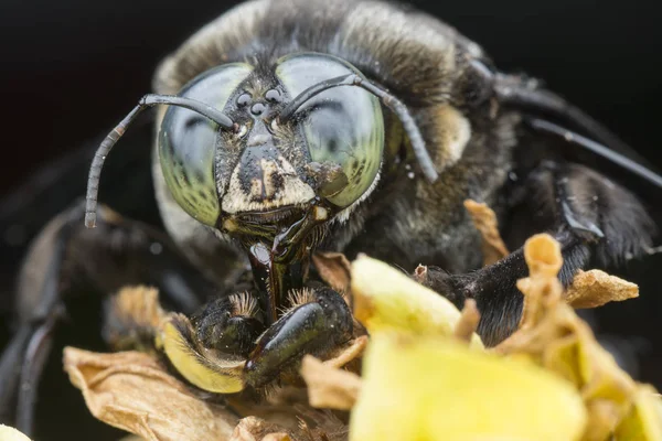 Nahaufnahme Von Zimmermannsbiene — Stockfoto