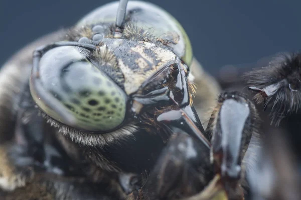 Closeup Shot Carpenter Bee — Stock Photo, Image