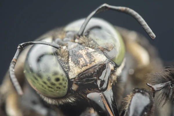 Närbild Skott Snickare Bee — Stockfoto