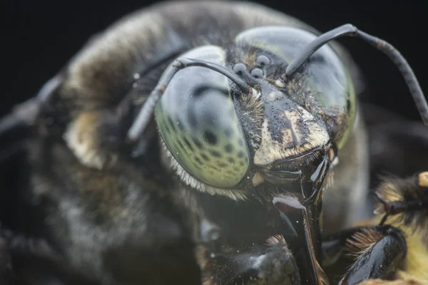 Närbild Skott Snickare Bee — Stockfoto