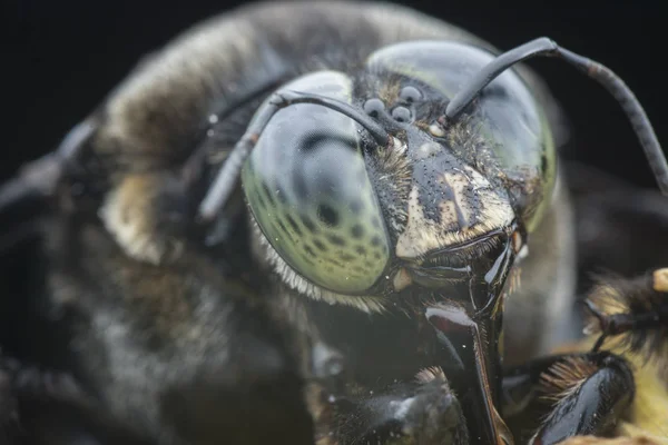 Primer Plano Abeja Carpintero — Foto de Stock